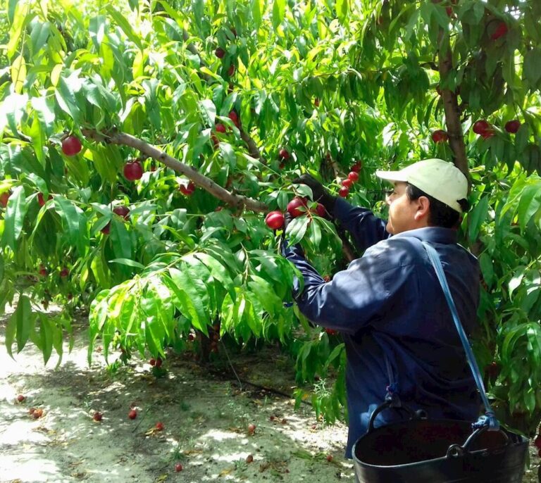 Los parados de “proximidad”, al rescate de la fruta española: el campo aplaude las medidas del Gobierno