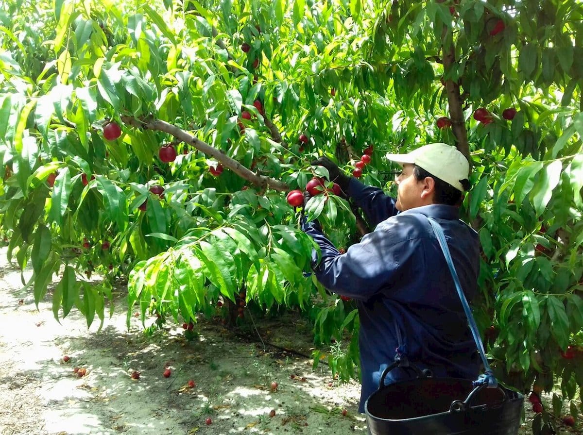 Los parados de “proximidad”, al rescate de la fruta española: el campo aplaude las medidas del Gobierno