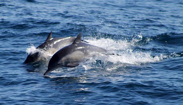 Delfines