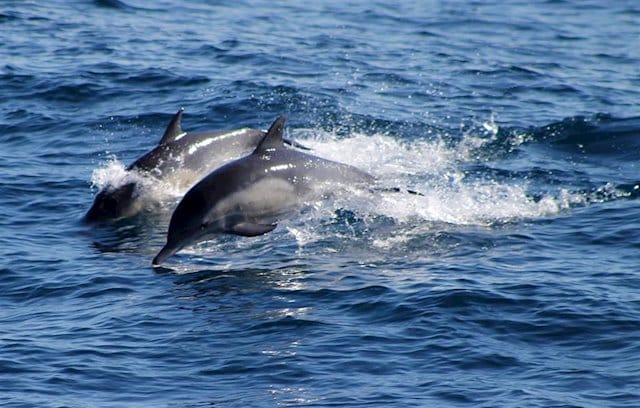 La población de delfines en el Océano Índico ha disminuido un 80% desde 1950 por las redes de enmalle