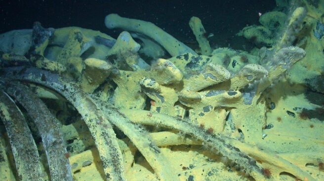 Una caída de ballena descubierta por la NOAA, similar a la anunicada ahora por China
