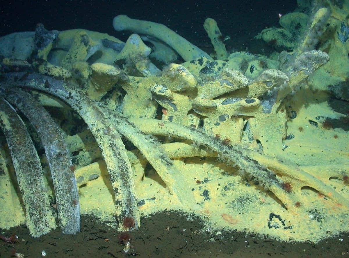 Se descubre un cadáver de ballena convertido en oasis de vida marina