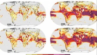 El cambio climático puede desatar pérdidas catastróficas de biodiversidad