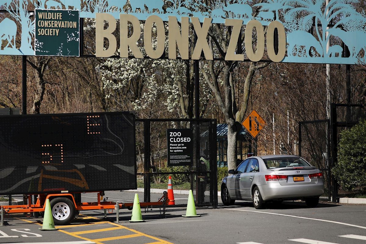 El coronavirus afecta ya a ocho grandes felinos del zoo de Nueva York