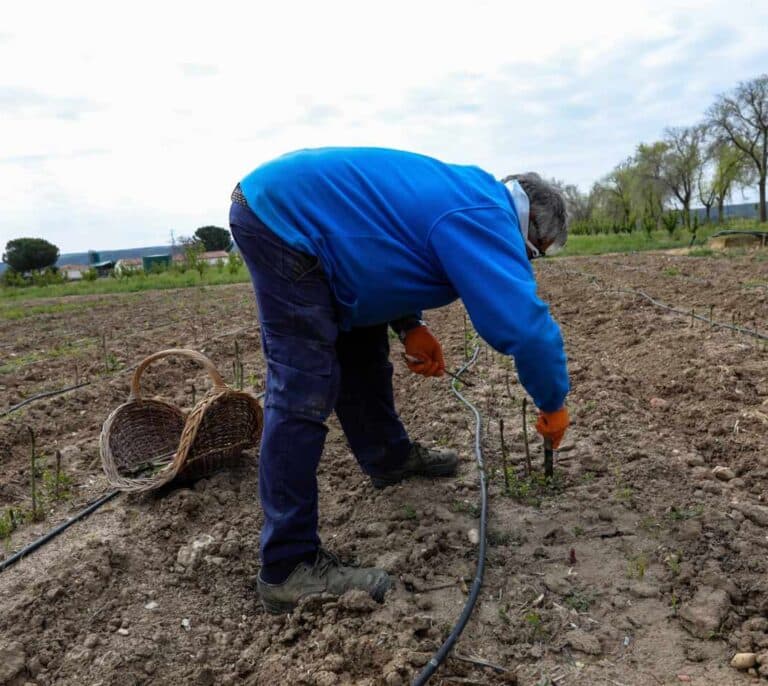 Los parados podrán compatibilizar el subsidio con el sueldo que cobren por trabajar en el campo