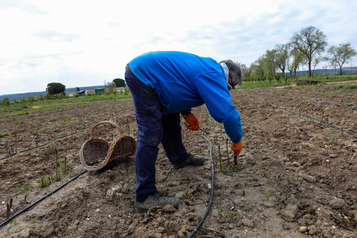 Los parados podrán compatibilizar el subsidio con el sueldo que cobren por trabajar en el campo