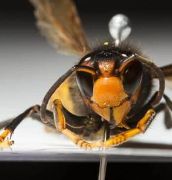 Cómo protegerse de la avispa velutina que ha causado tres muertes en [...]