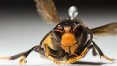 Muere un hombre en Santiago por la picadura de una avispa velutina