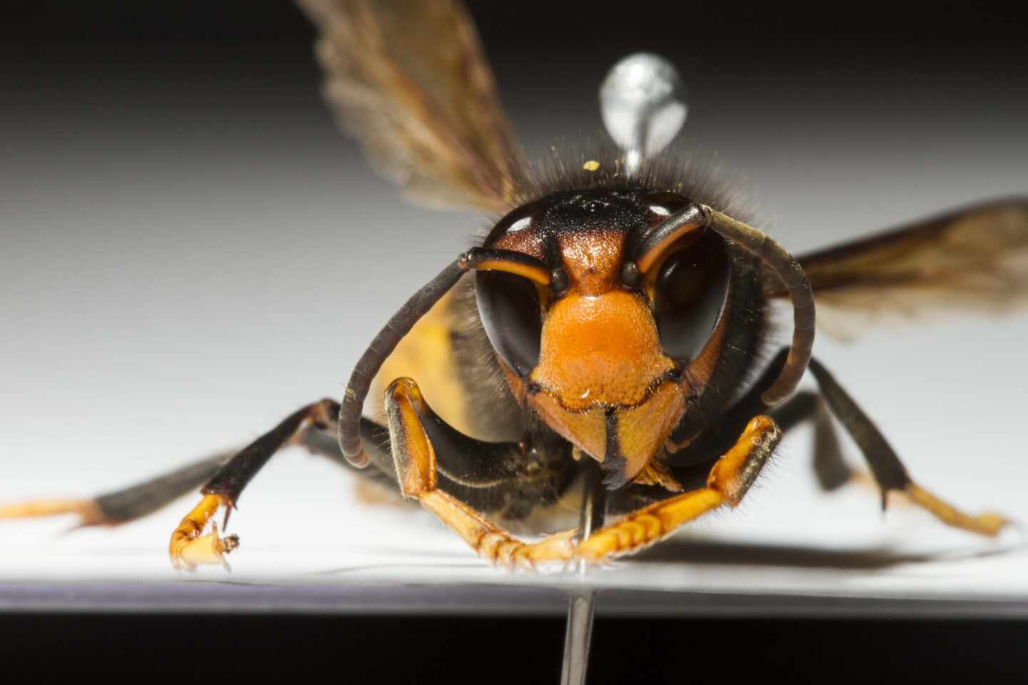 Muere un hombre en Santiago por la picadura de una avispa velutina