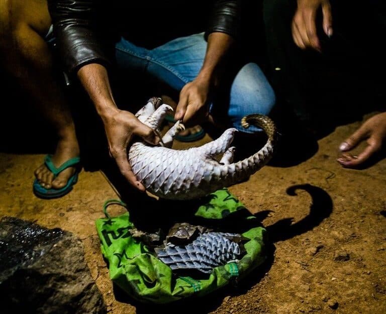 El tráfico de especies exóticas y su riesgo epidemiológico no cesa, pese al Covid-19