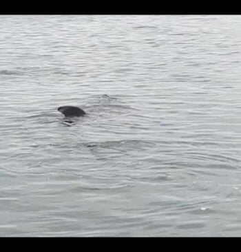 Tiburón peregrino.