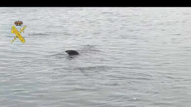 Vídeo: avistan un tiburón de más de ocho metros frente a una playa de Granada
