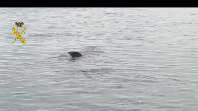 Así es el tiburón que está apareciendo por las costas mediterráneas