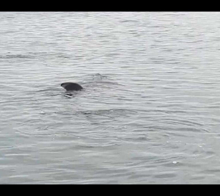 Vídeo: avistan un tiburón de más de ocho metros frente a una playa de Granada