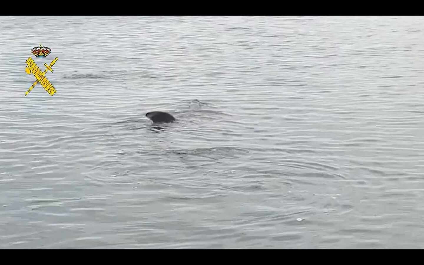 Vídeo: avistan un tiburón de más de ocho metros frente a una playa de Granada