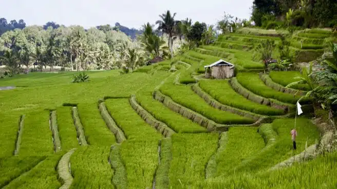 Un enfriamiento global propició la expansión del arroz por Asia