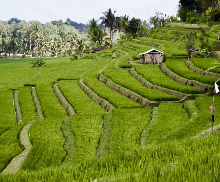 Un enfriamiento global propició la expansión del arroz por Asia