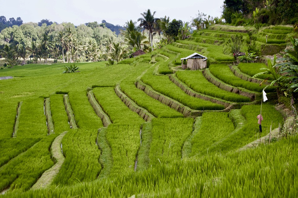 Un enfriamiento global propició la expansión del arroz por Asia