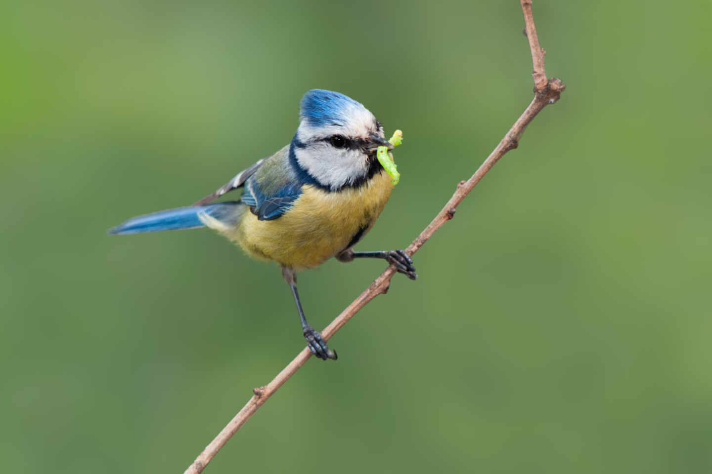 Cuidar de la biodiversidad para proteger nuestra salud