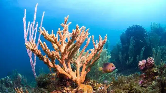 Coral de laboratorio resistente al cambio climático