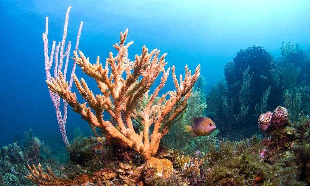 Algunos de los arrecifes de coral del Mediterráneo empezaron a formarse hace 400.000 años
