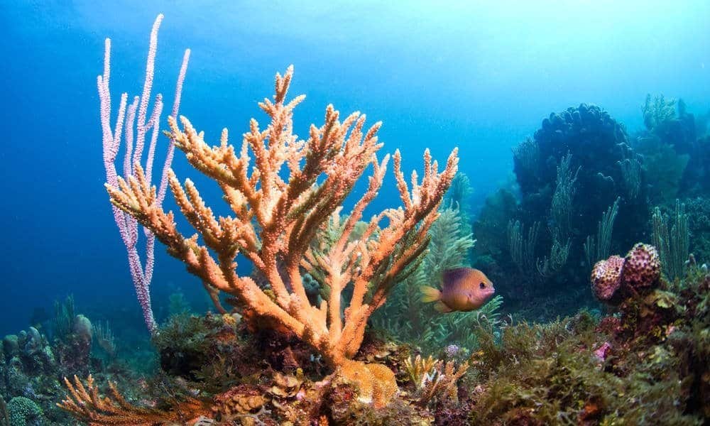 Coral de laboratorio resistente al cambio climático