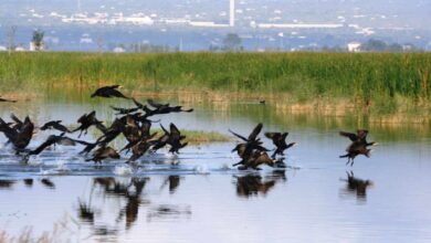 El Gobierno saca a consulta pública el Plan para la Protección del Delta del Ebro