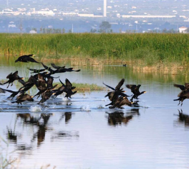 El Gobierno saca a consulta pública el Plan para la Protección del Delta del Ebro