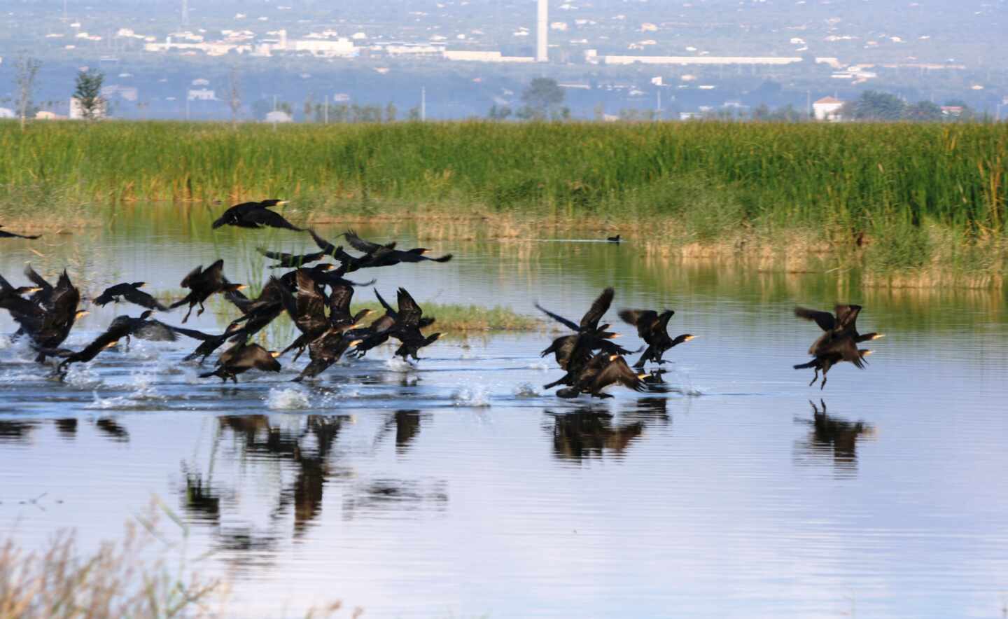 El Gobierno saca a consulta pública el Plan para la Protección del Delta del Ebro