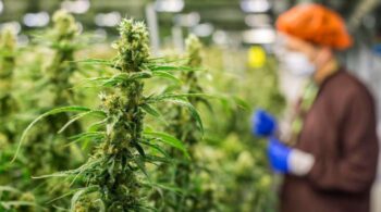 El aumento de plantaciones de marihuana obliga a Interior a comprar 22 trituradoras más