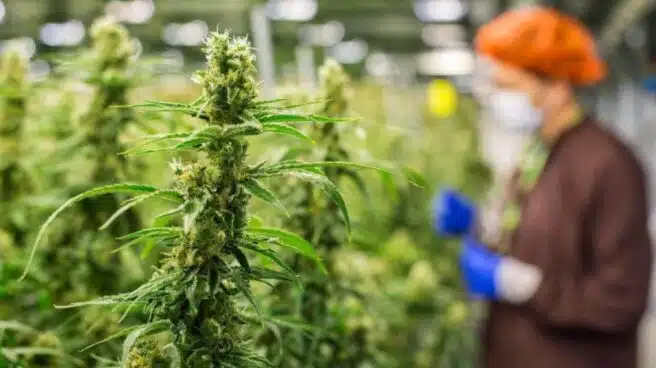 Multados dos candidatos de Podemos Laredo por tener una plantación de marihuana
