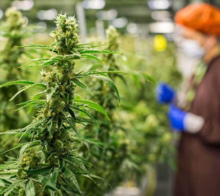 45 detenidos tras ser intervenidas 5.677 plantas de marihuana en Almería