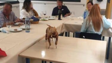 La fiesta bajo sospecha con cochinillo y flamenco en una residencia de Móstoles