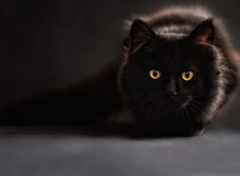 Muere Negrito, el primer gato infectado por coronavirus en España