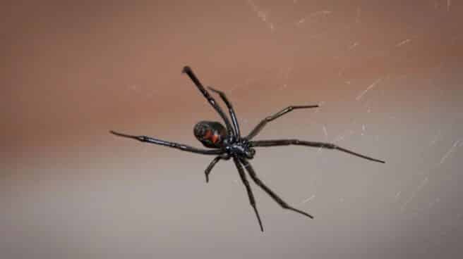 Viuda negra
