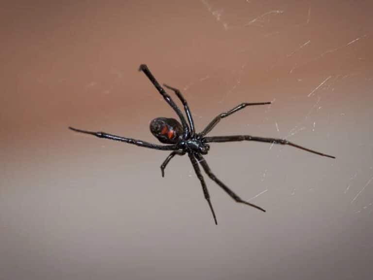 Tres niños provocan que les muerda una viuda negra para ser como Spider-Man