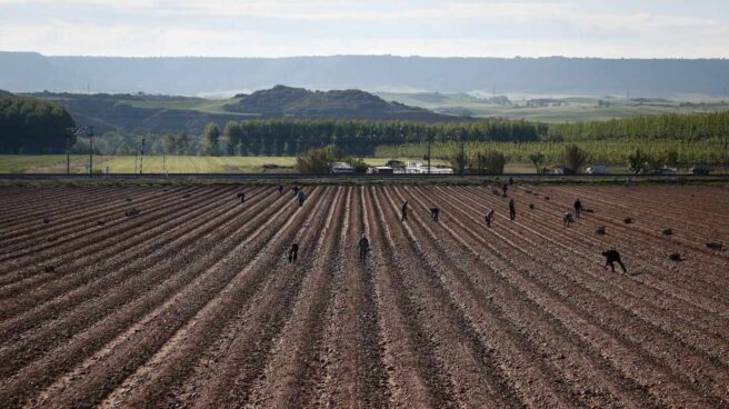 Trabajadores en una plantación de espárragos en Guadalajara.