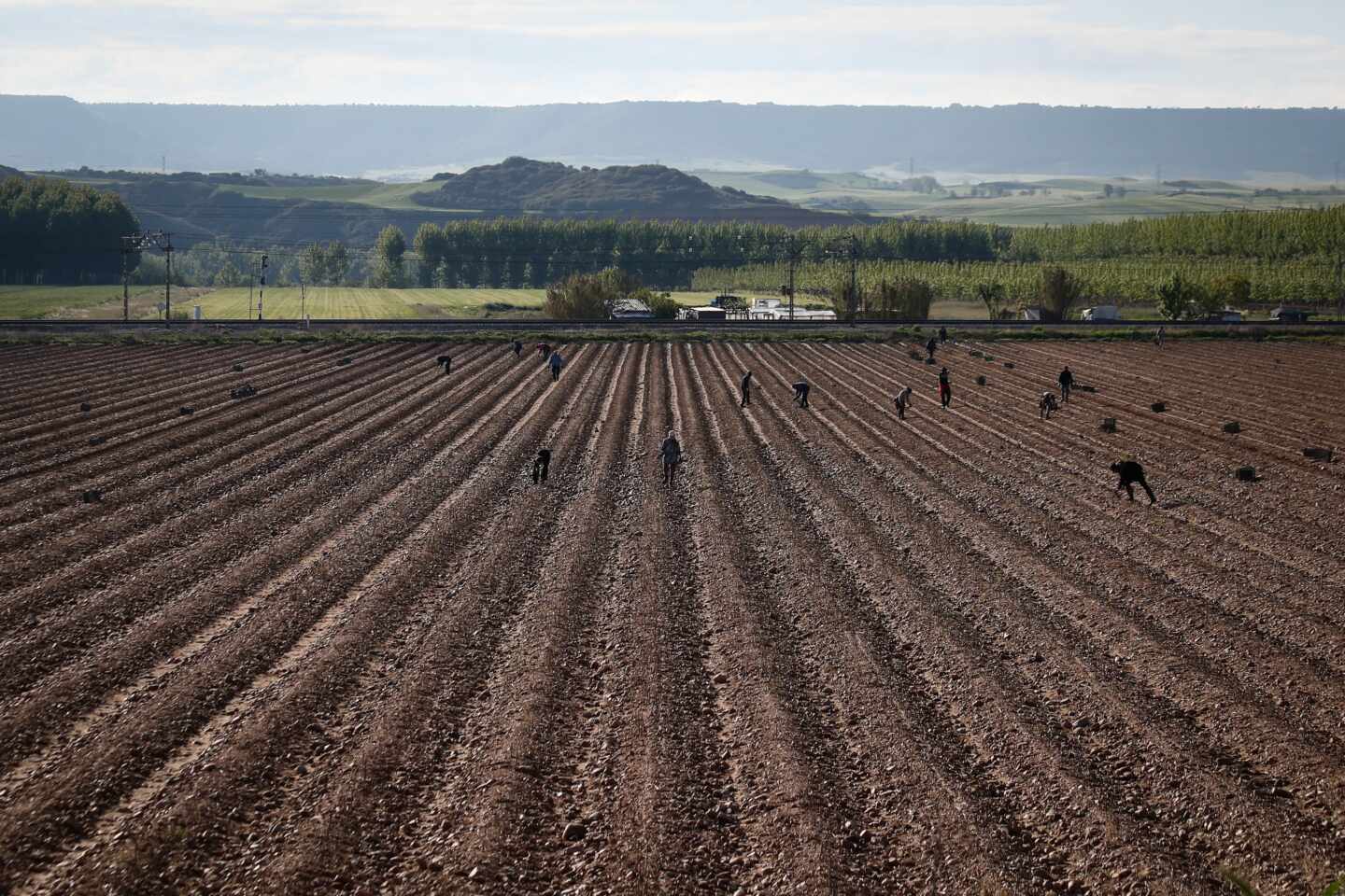 Trabajadores en una plantación de espárragos en Guadalajara.