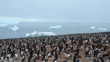 Los pingüinos rey producen ingentes cantidades de gas de la risa