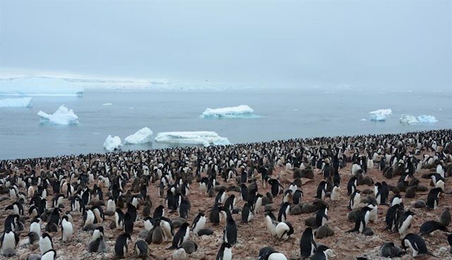Pingüinos rey
