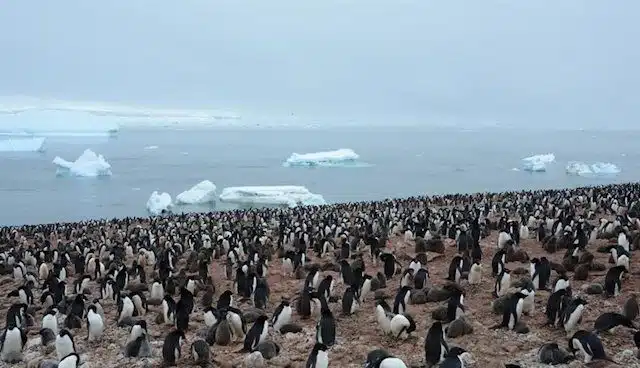 Los pingüinos rey producen ingentes cantidades de gas de la risa