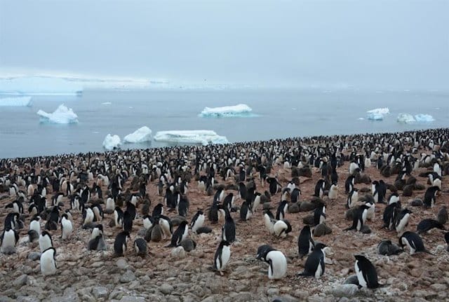 Los pingüinos rey producen ingentes cantidades de gas de la risa