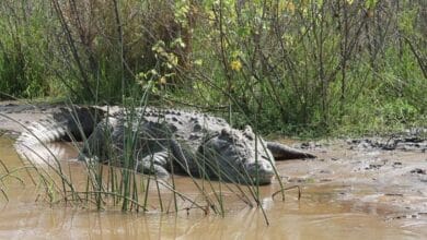Hallan en Lleida una nueva especie de cocodrilo de hace 70 millones de años
