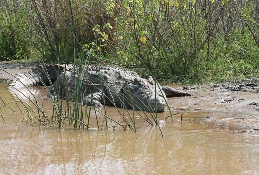 Hallan en Lleida una nueva especie de cocodrilo de hace 70 millones de años