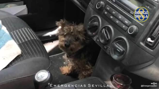 Imagen del perro encerrado en un vehículo en Sevilla.