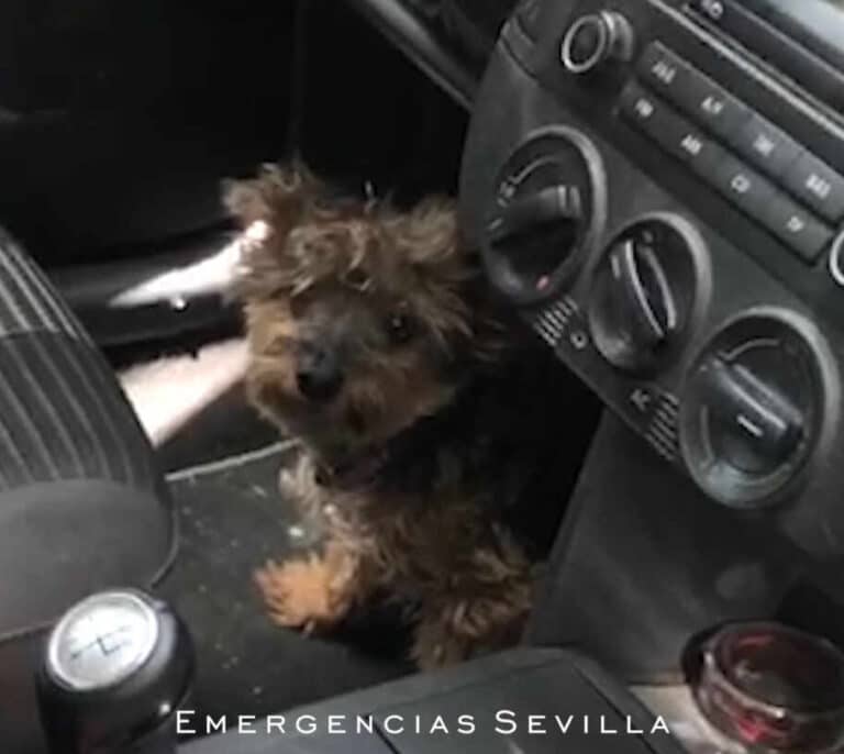 Denunciada por encerrar a su perro en el coche durante horas y a 40 grados
