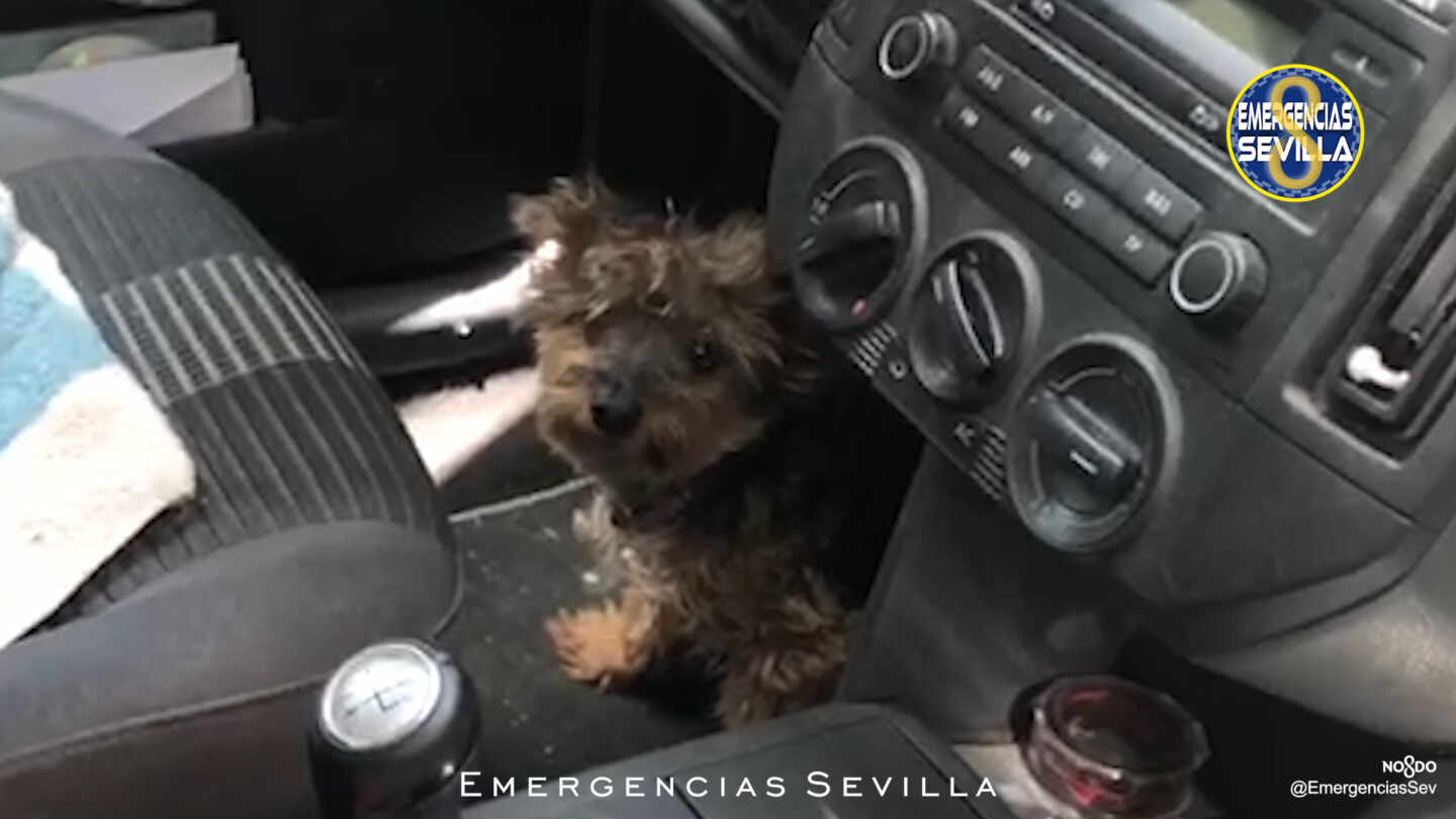 Denunciada por encerrar a su perro en el coche durante horas y a 40 grados