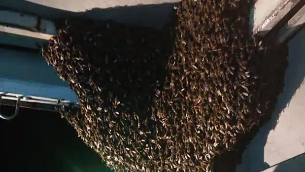 La Guardia Civil y un apicultor retiran un enjambre en un camión averiado