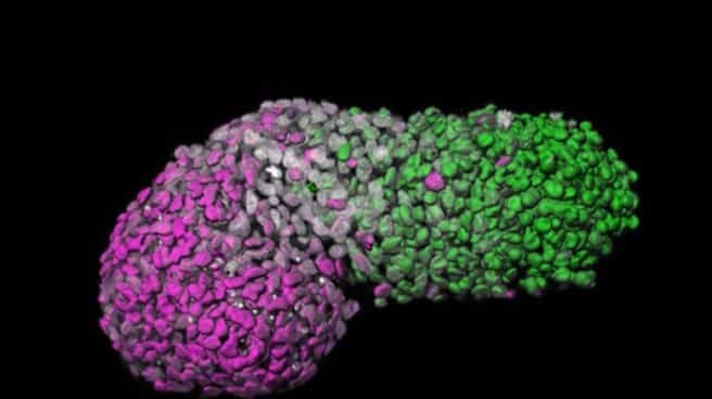 Análisis de imagen de gastruloide humano que muestra patrones 'anteroposterior'. El verde es la parte posterior, similar al extremo de la cola de un embrión; magenta es la parte anterior, similar a las células cardíacas en desarrollo; El gris marca el ADN