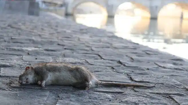 Aumentan plagas de ratas, mosquitos y garrapatas tras el confinamiento